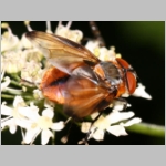 Phasia hemiptera - Raupenfliege m23.jpg